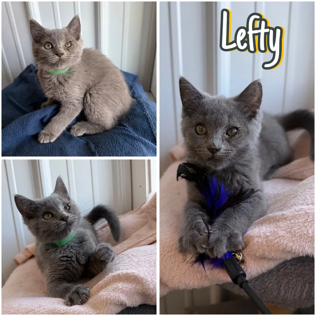 Lefty - Domestic Short Hair