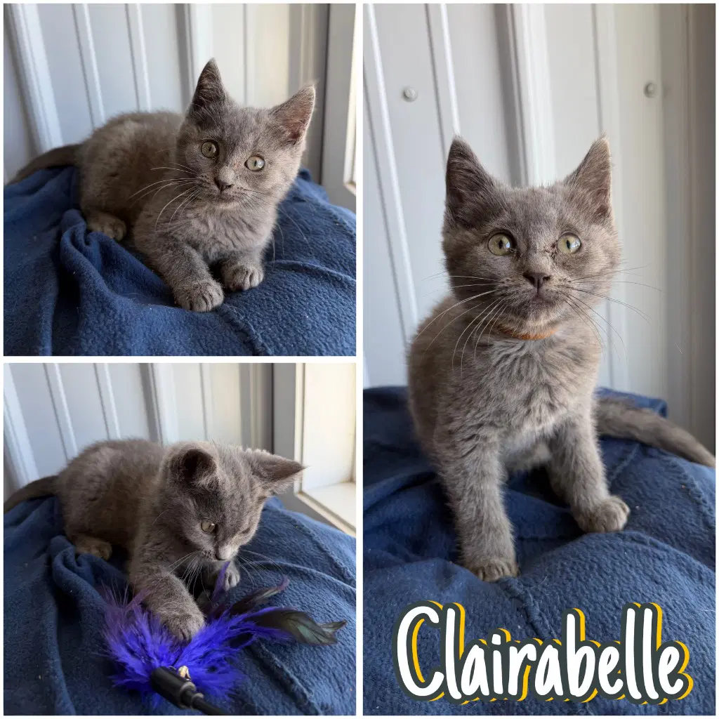 Clairabelle - Domestic Short Hair