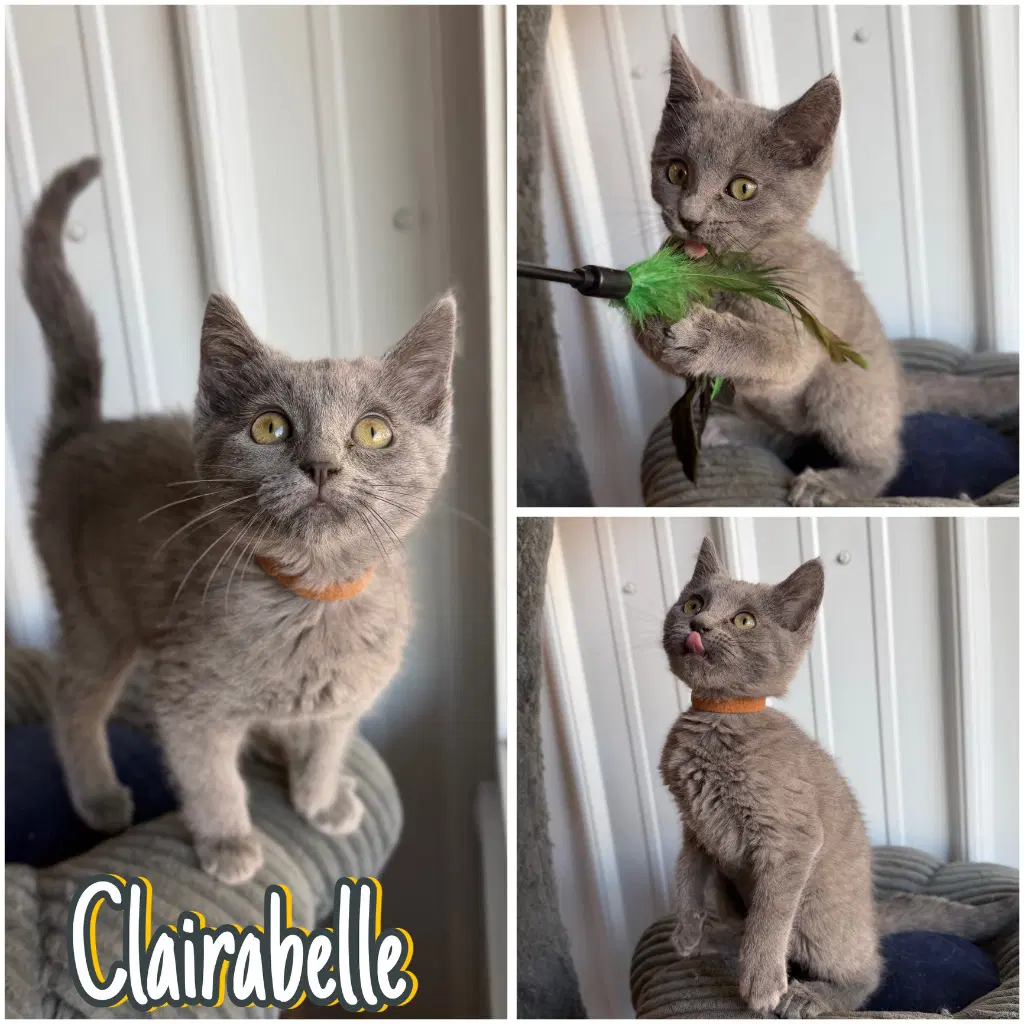 Clairabelle - Domestic Short Hair
