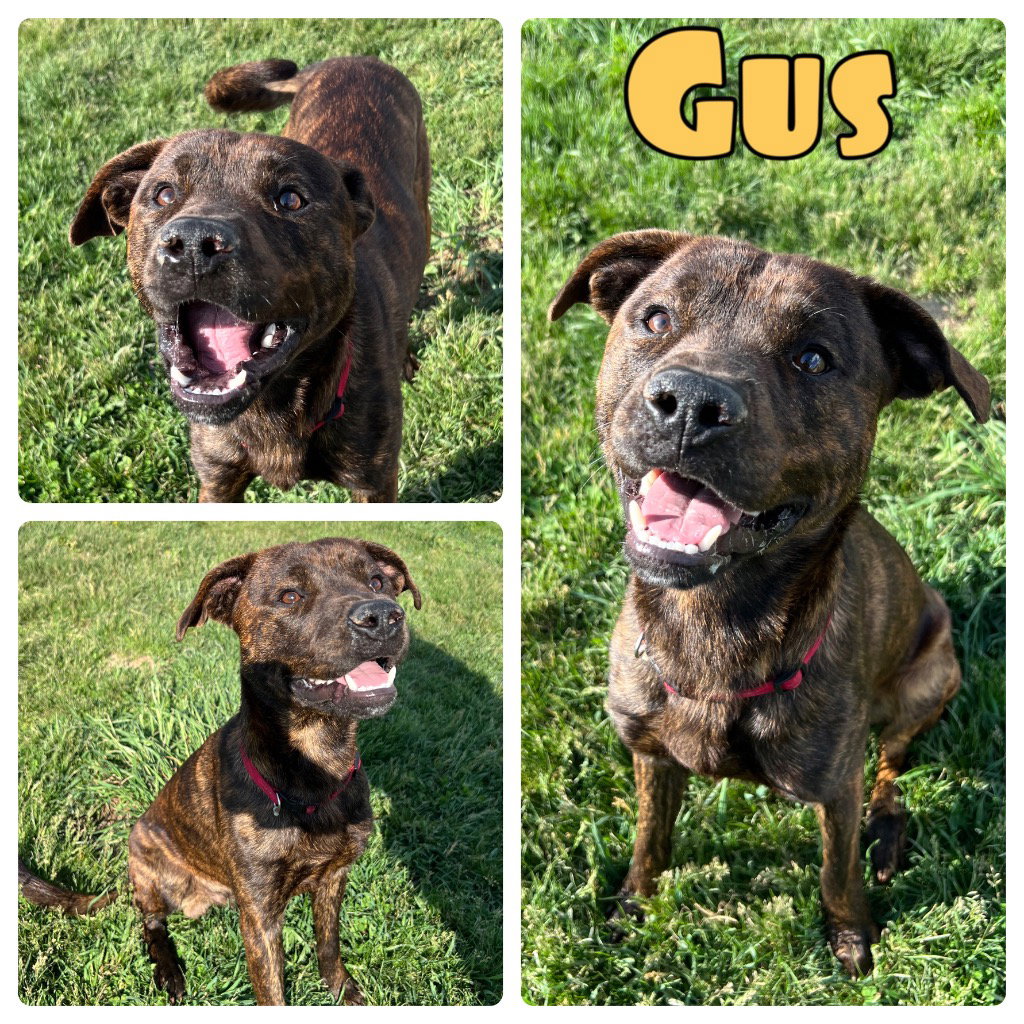 Gus