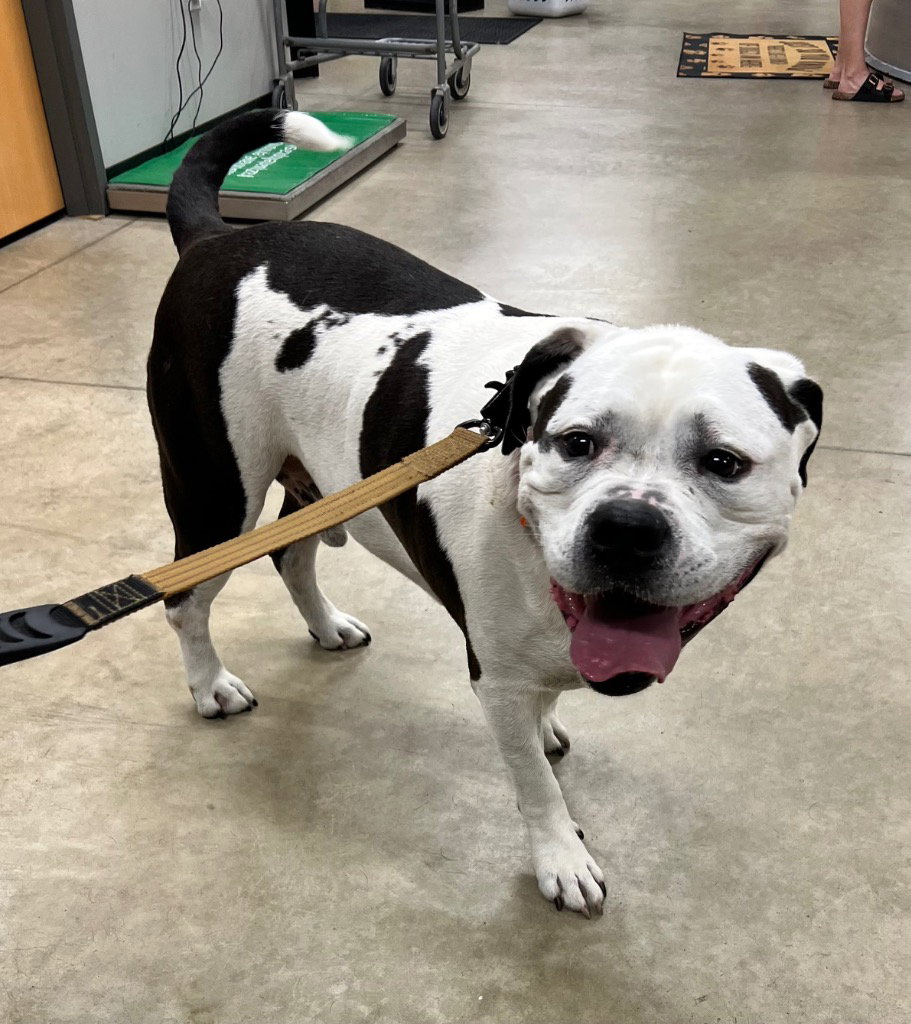 Banjo, photo 2
