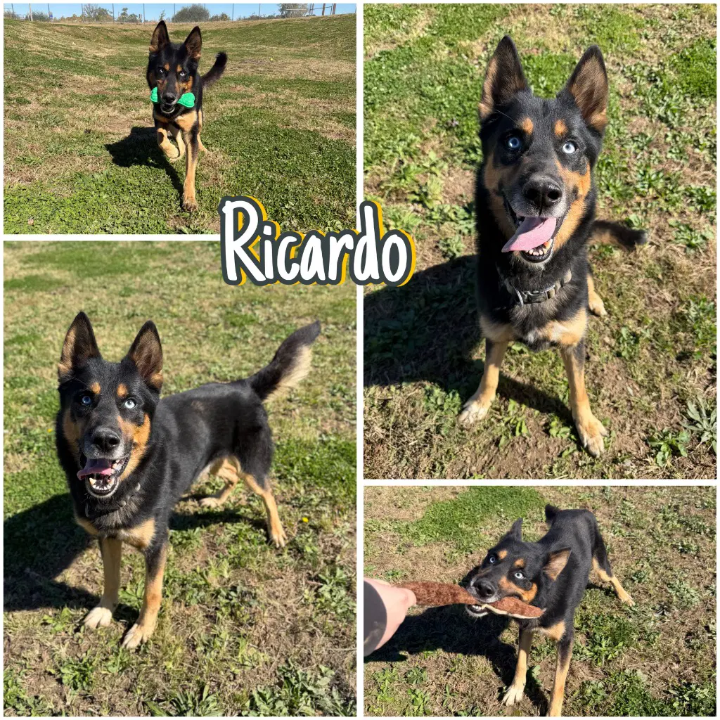 Ricardo - German Shepherd Dog