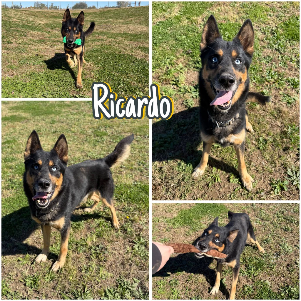 Ricardo