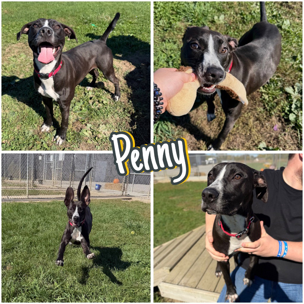 Penny