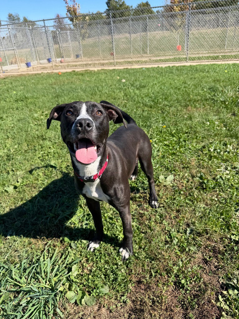 Penny, photo 3