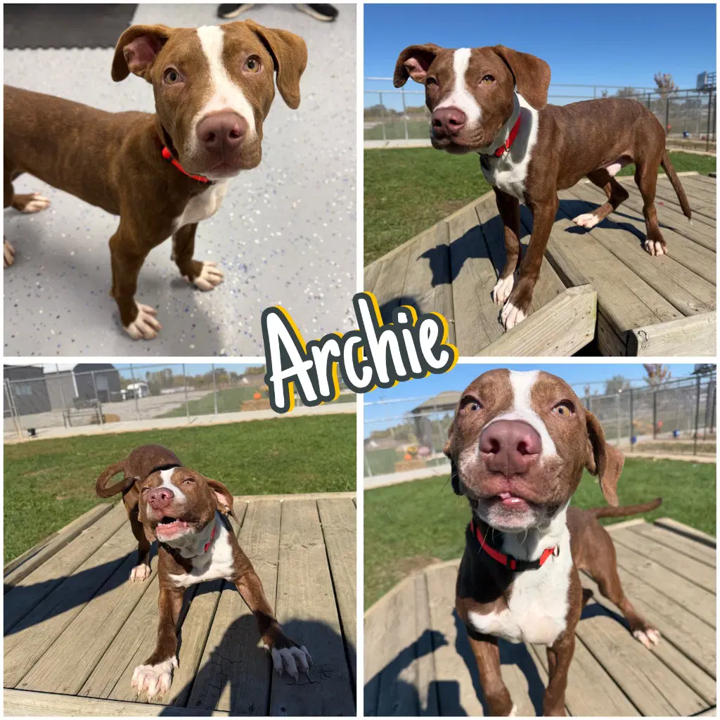 Archie - American Staffordshire Terrier