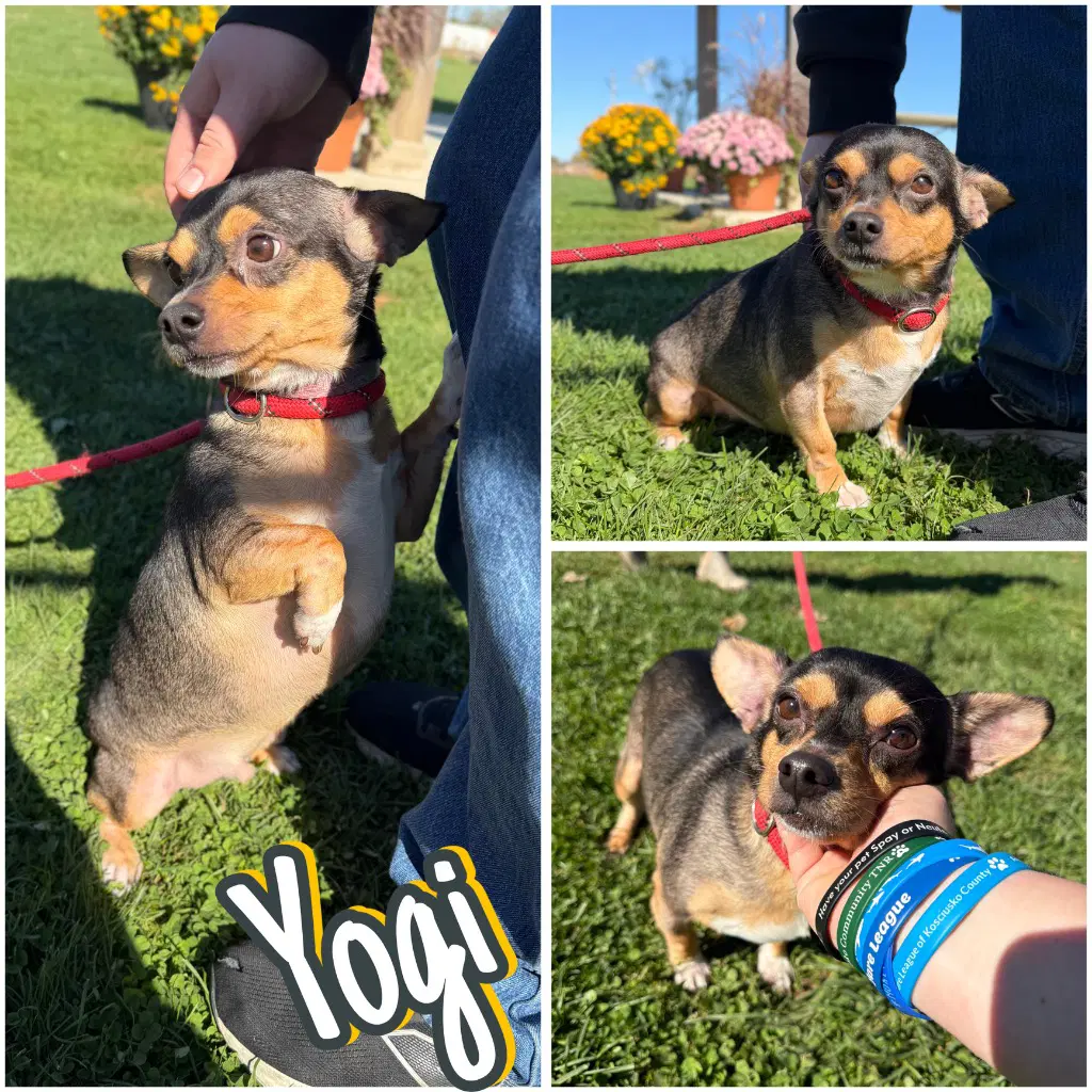 Yogi - Chihuahua
