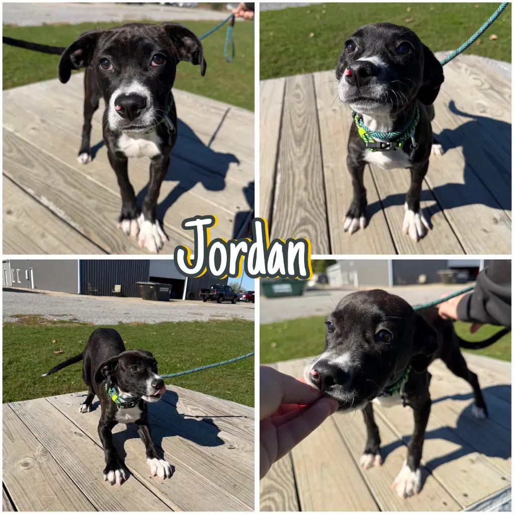 Jordan - American Staffordshire Terrier