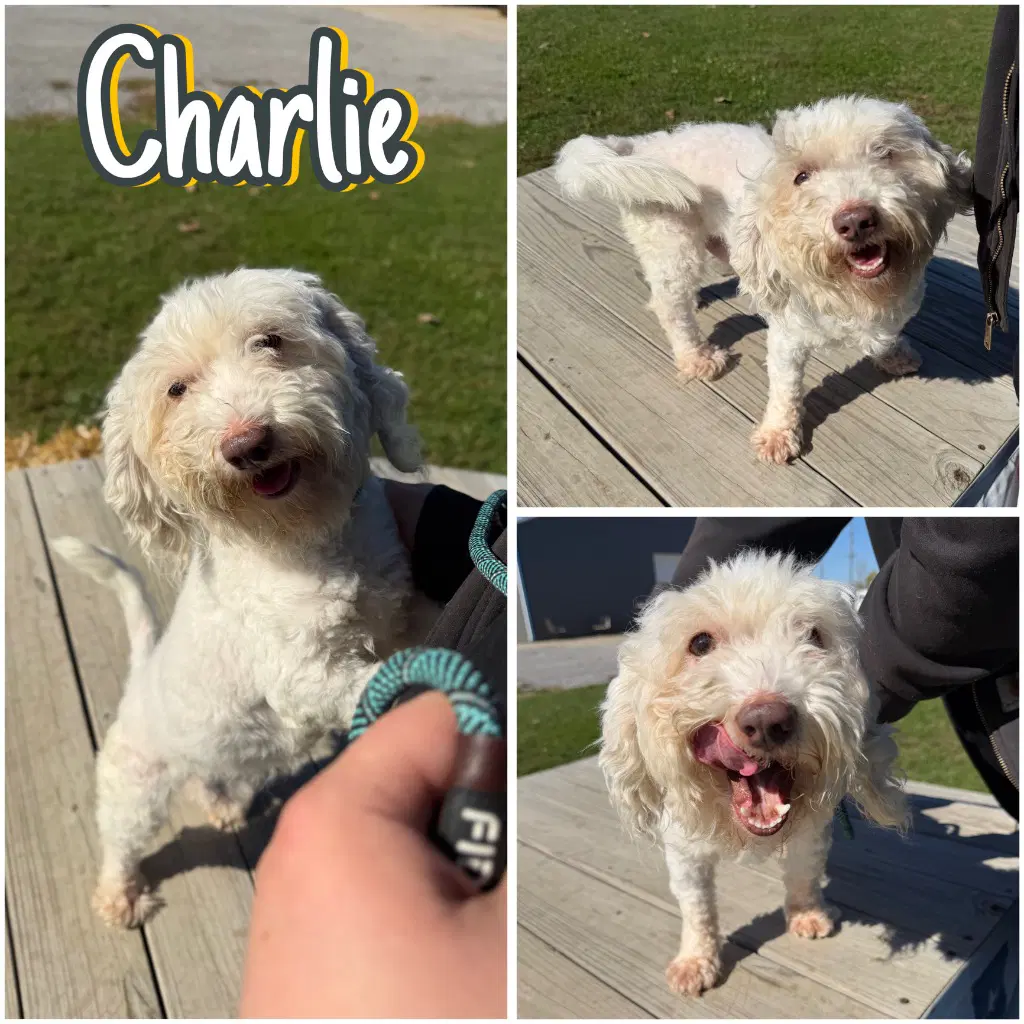 Charlie - Maltese