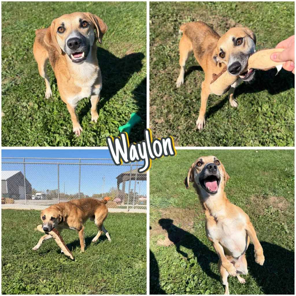 Waylon