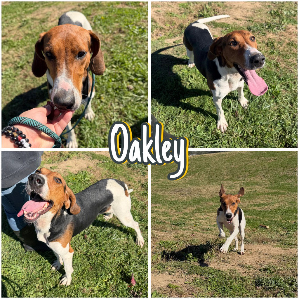 Oakley