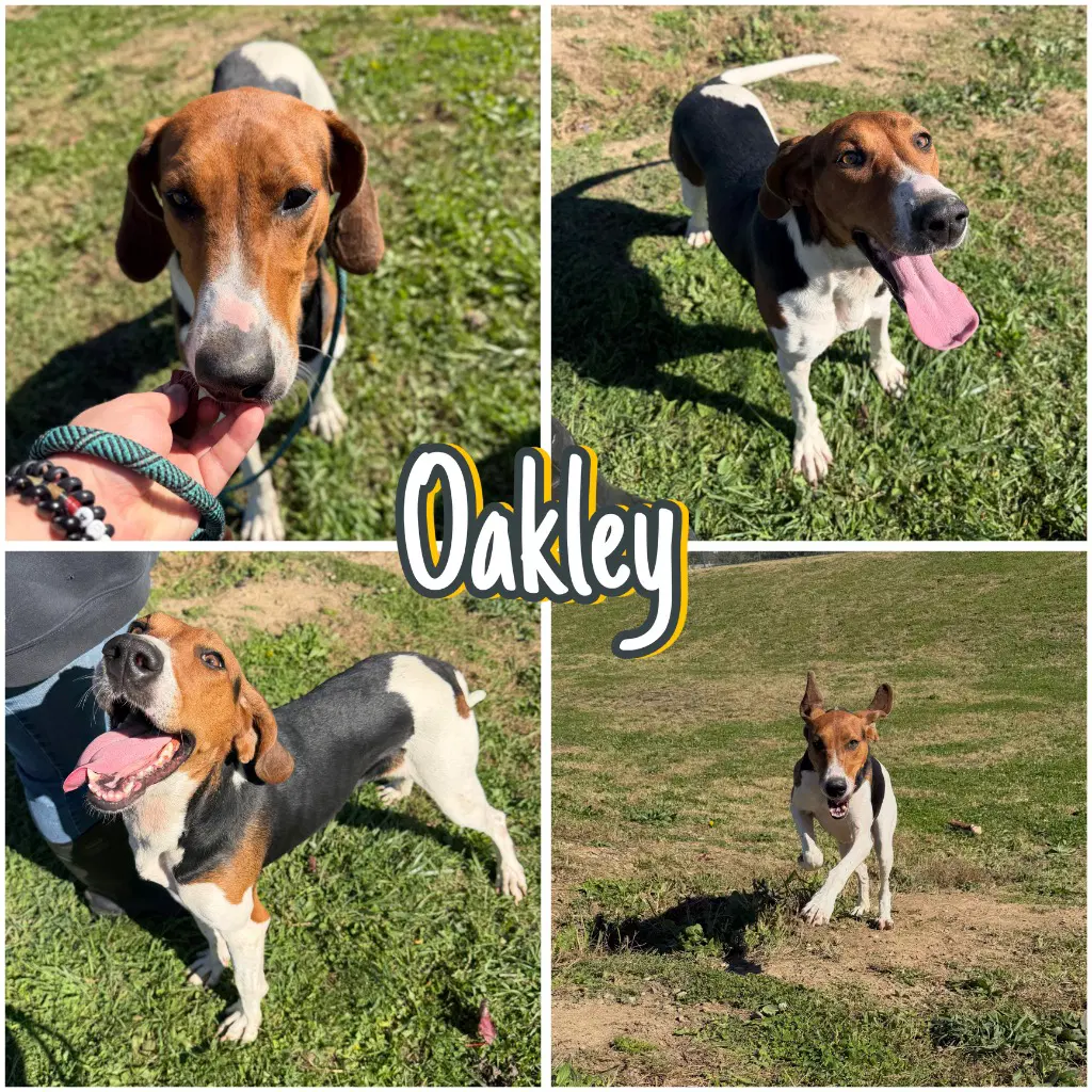 Oakley - Coonhound