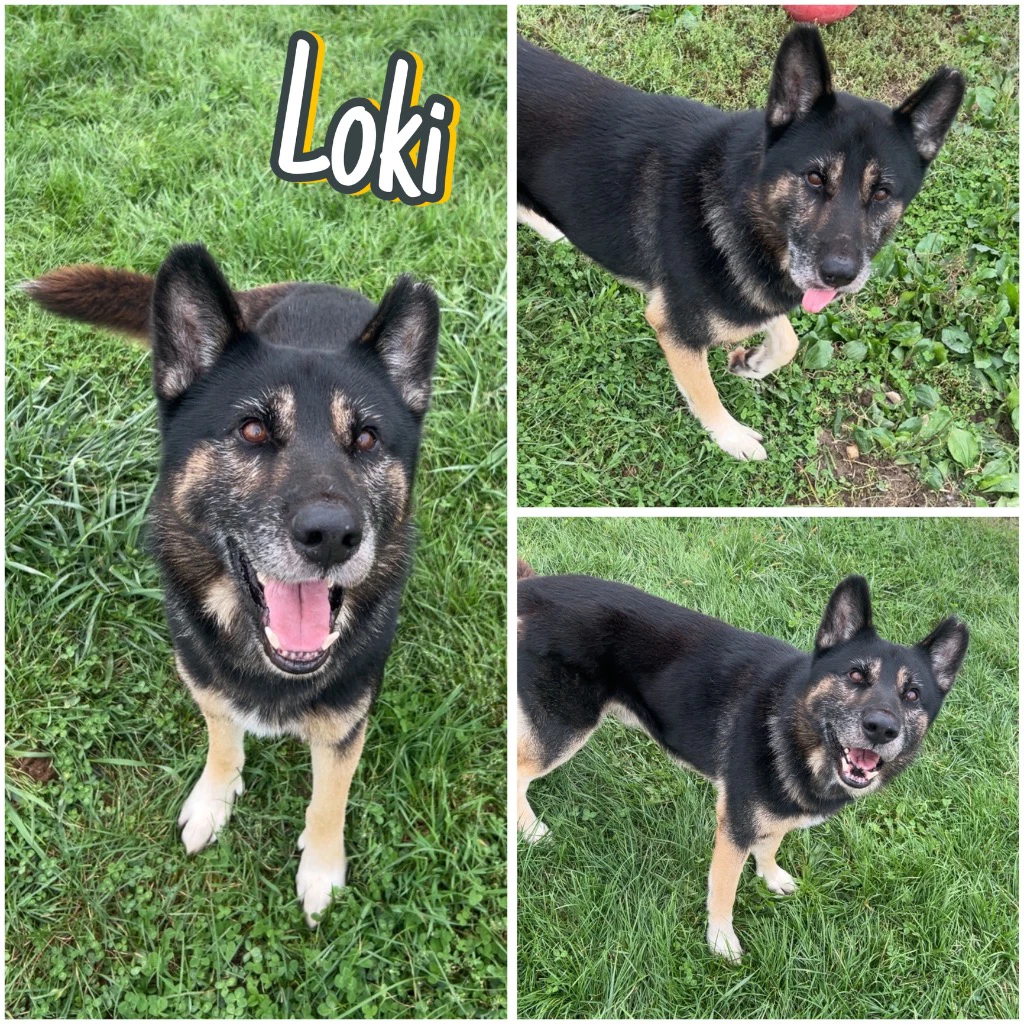 Loki