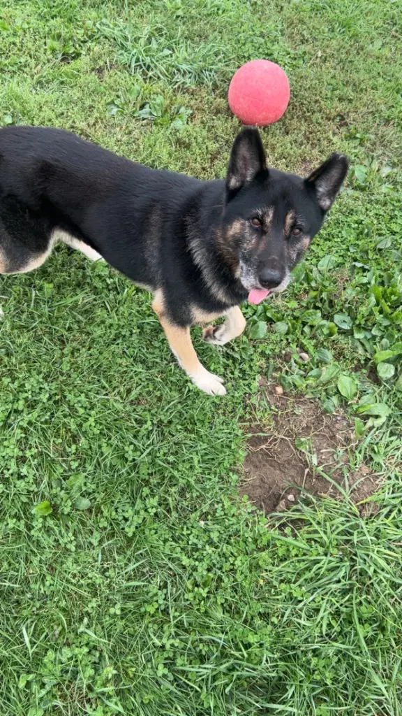 Loki image 2