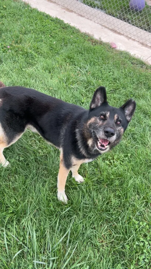 Loki image 3