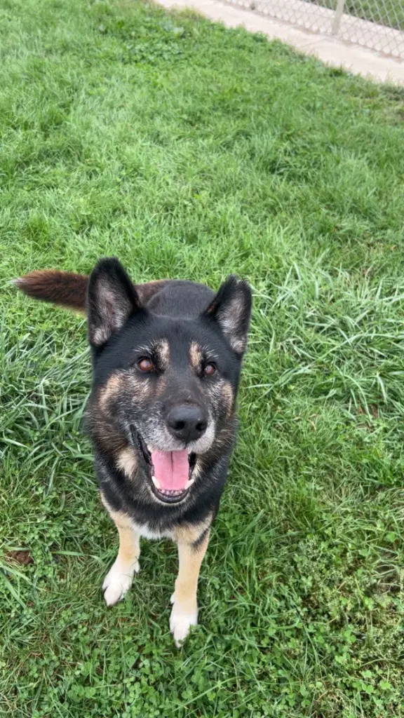 Loki image 4