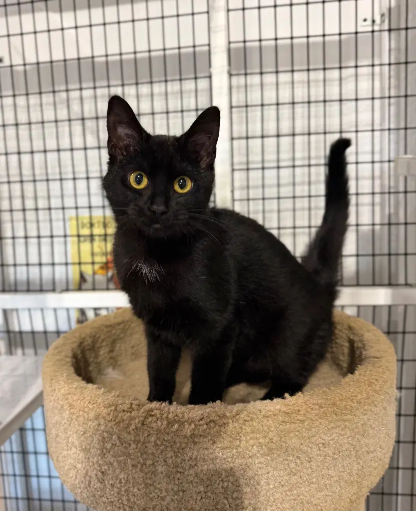 Amethyst - Domestic Short Hair