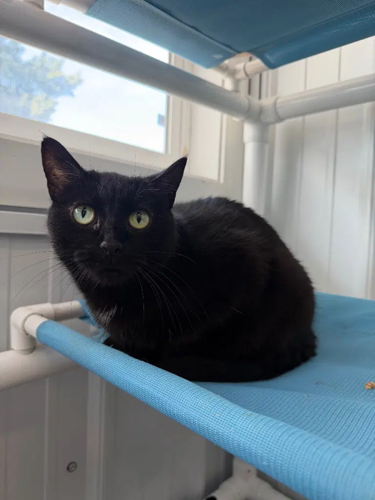 Wicca - Domestic Short Hair