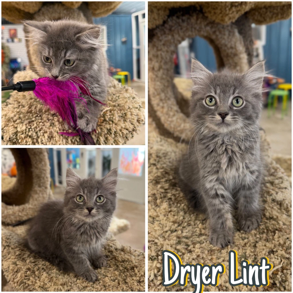 Dryer Lint