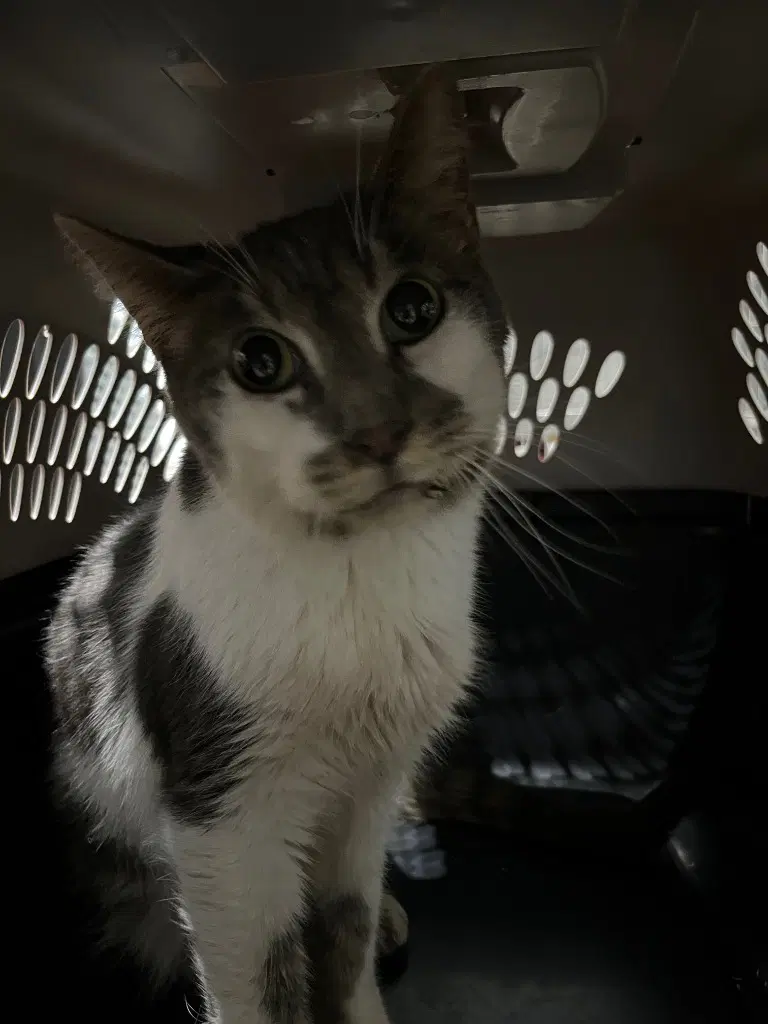 Smokey - Domestic Short Hair