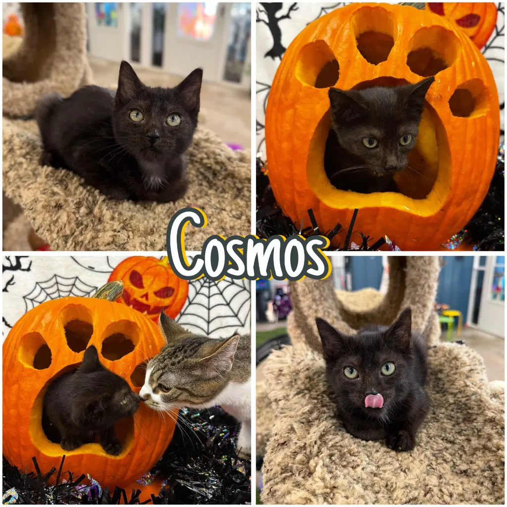Cosmos - Domestic Short Hair