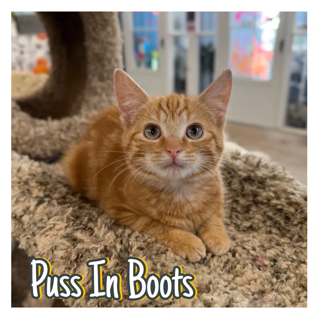 Puss In Boots - Domestic Short Hair