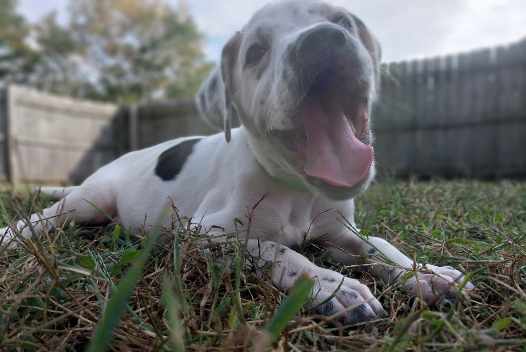 Maraca - In Foster - Call for Appt, photo 2