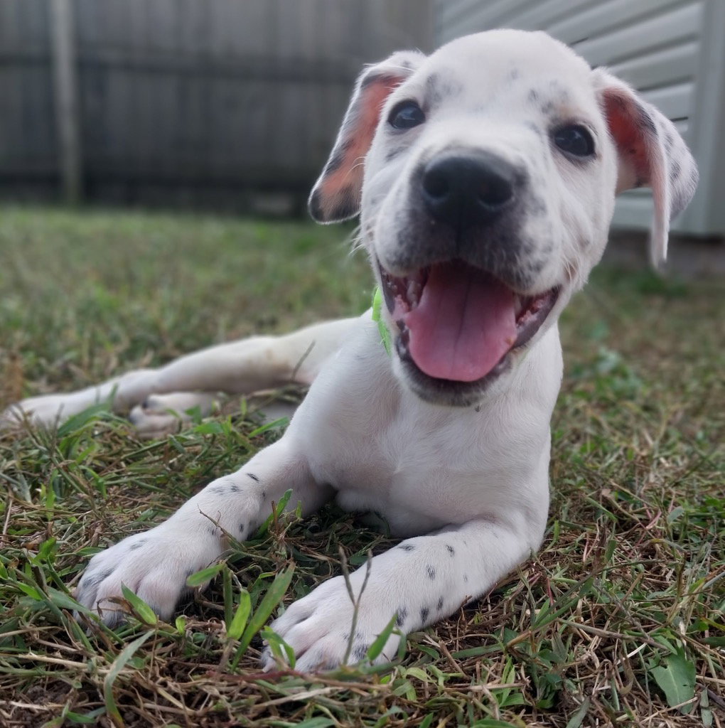 Maraca - In Foster - Call for Appt, photo 3