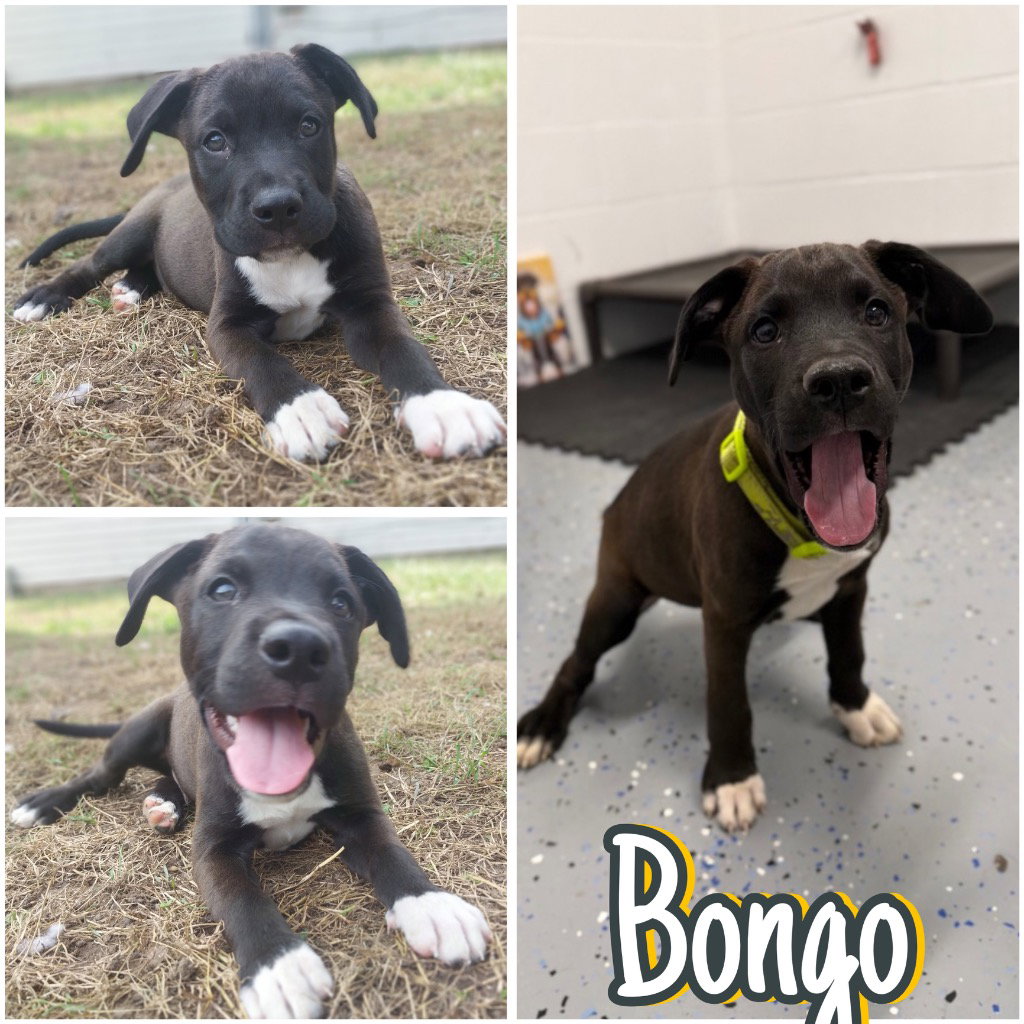 Bongo - In Foster - Call for Appt
