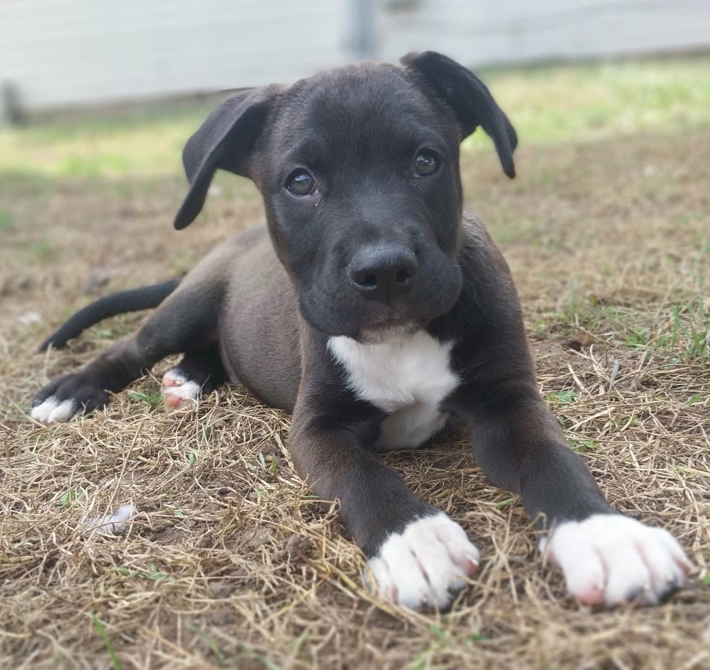 Bongo - In Foster - Call for Appt, photo 3