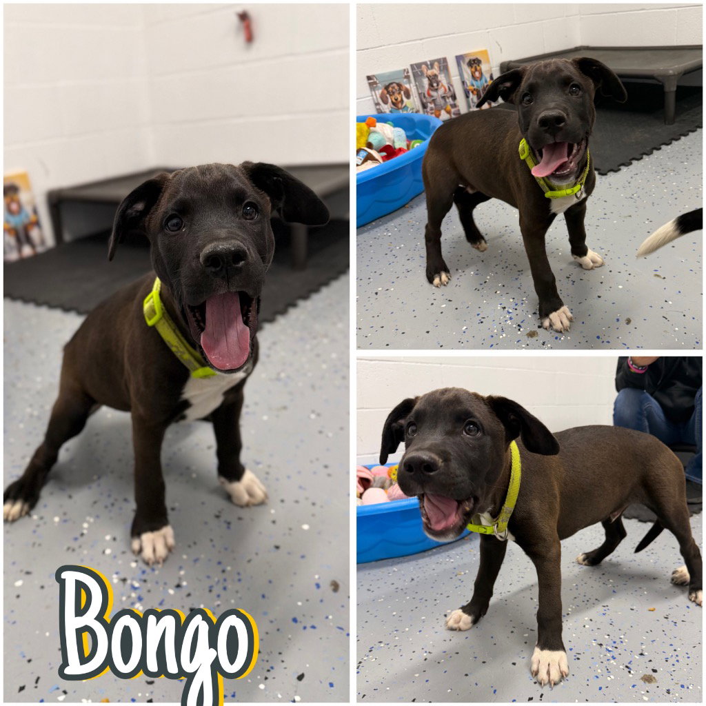 Bongo - In Foster - Call for Appt, photo 4