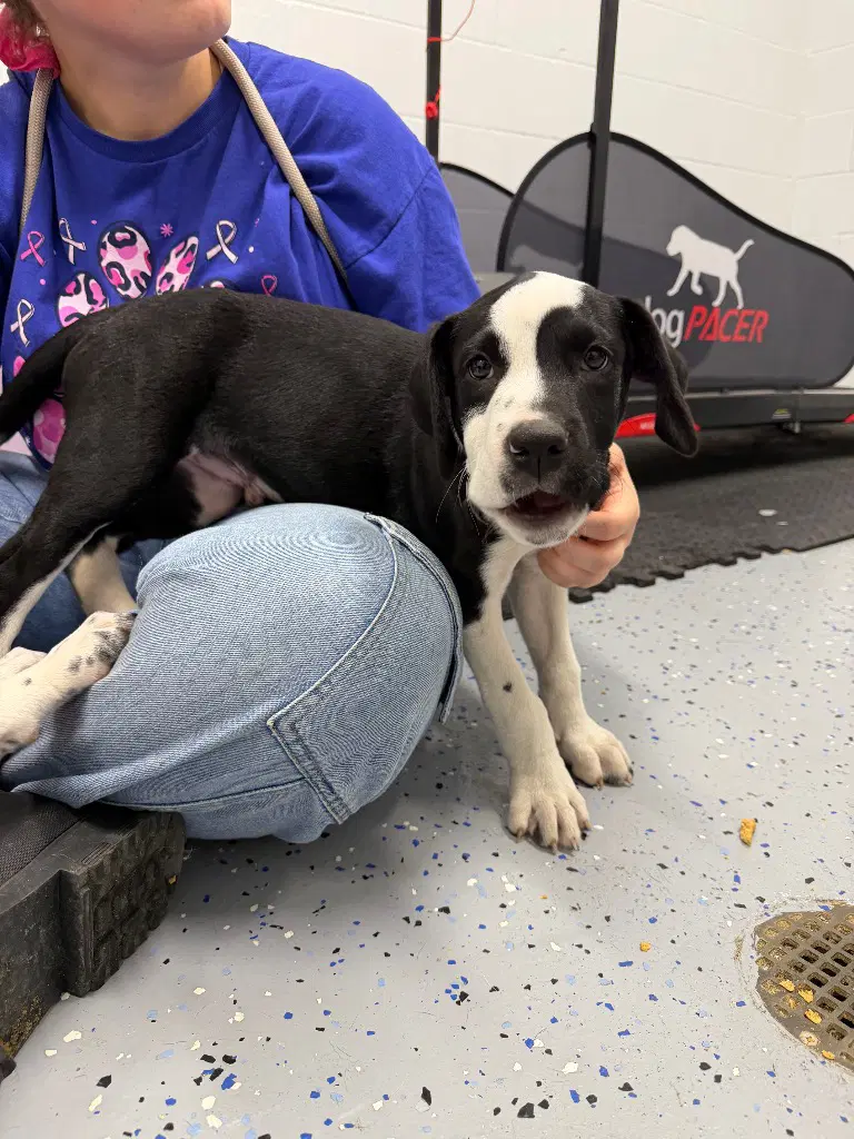 Riff - In Foster - Call For Appt image 3