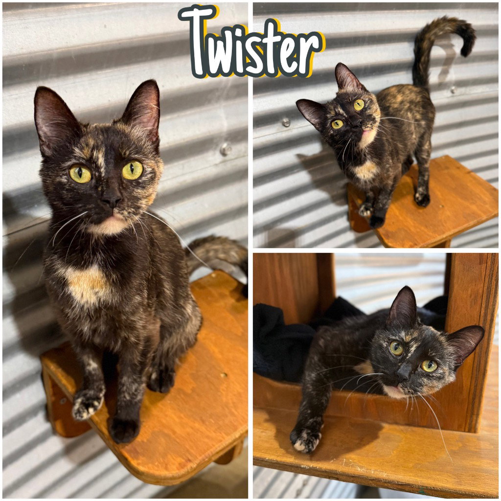 Twister