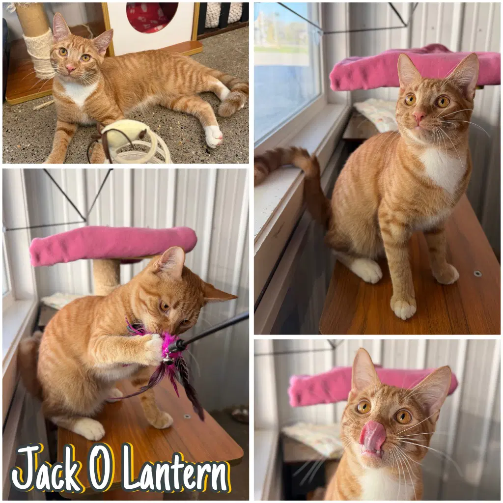 Jack-O-Lantern - Domestic Short Hair