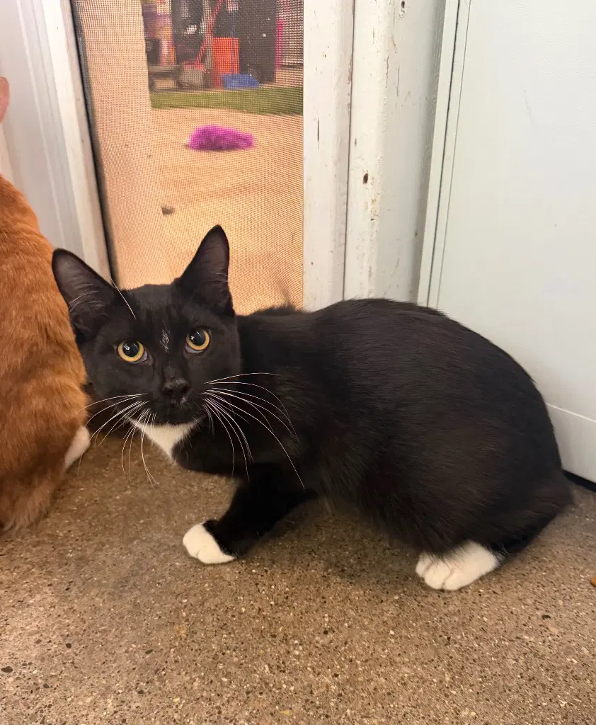 Caramel Apple - Domestic Short Hair