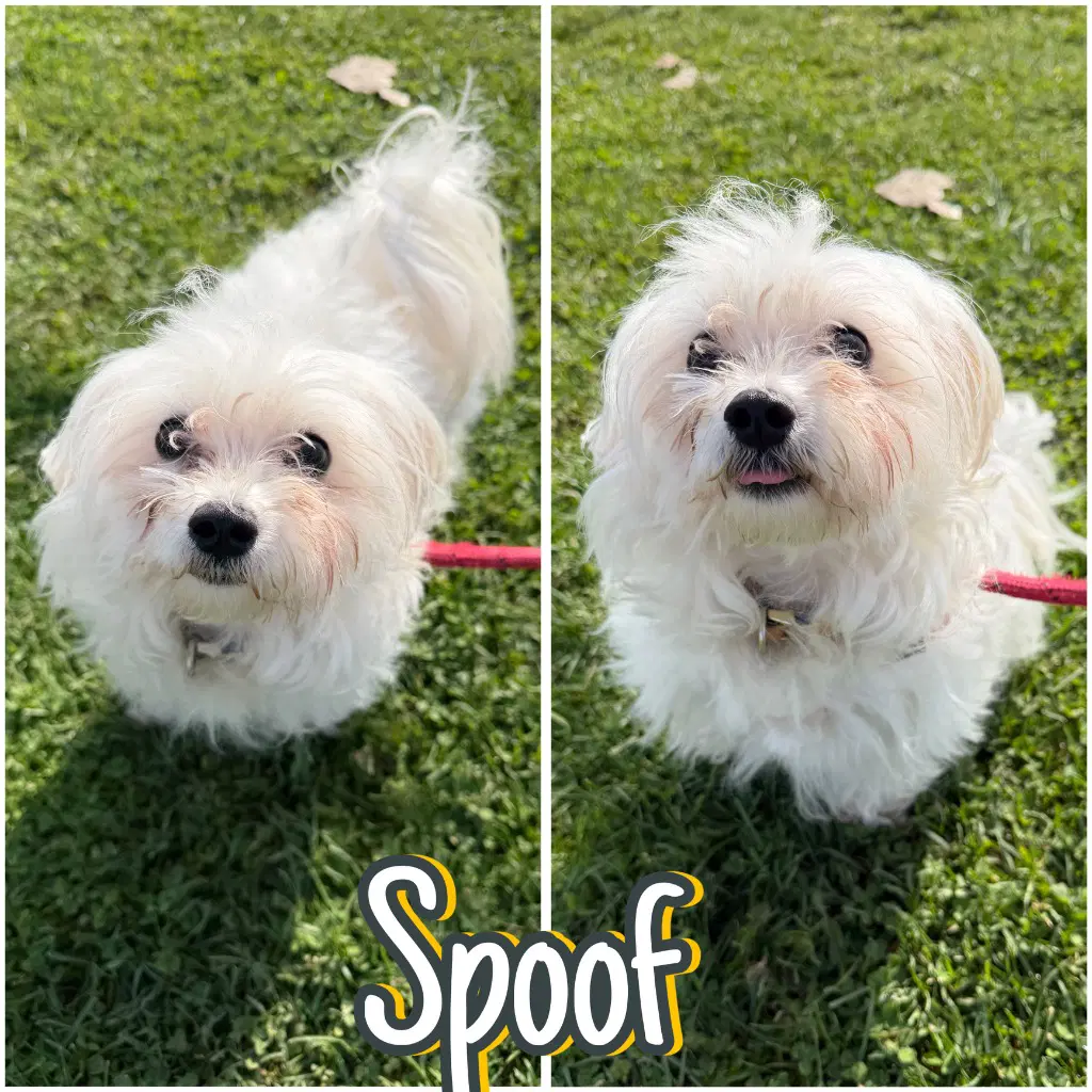 Spoof - Maltese