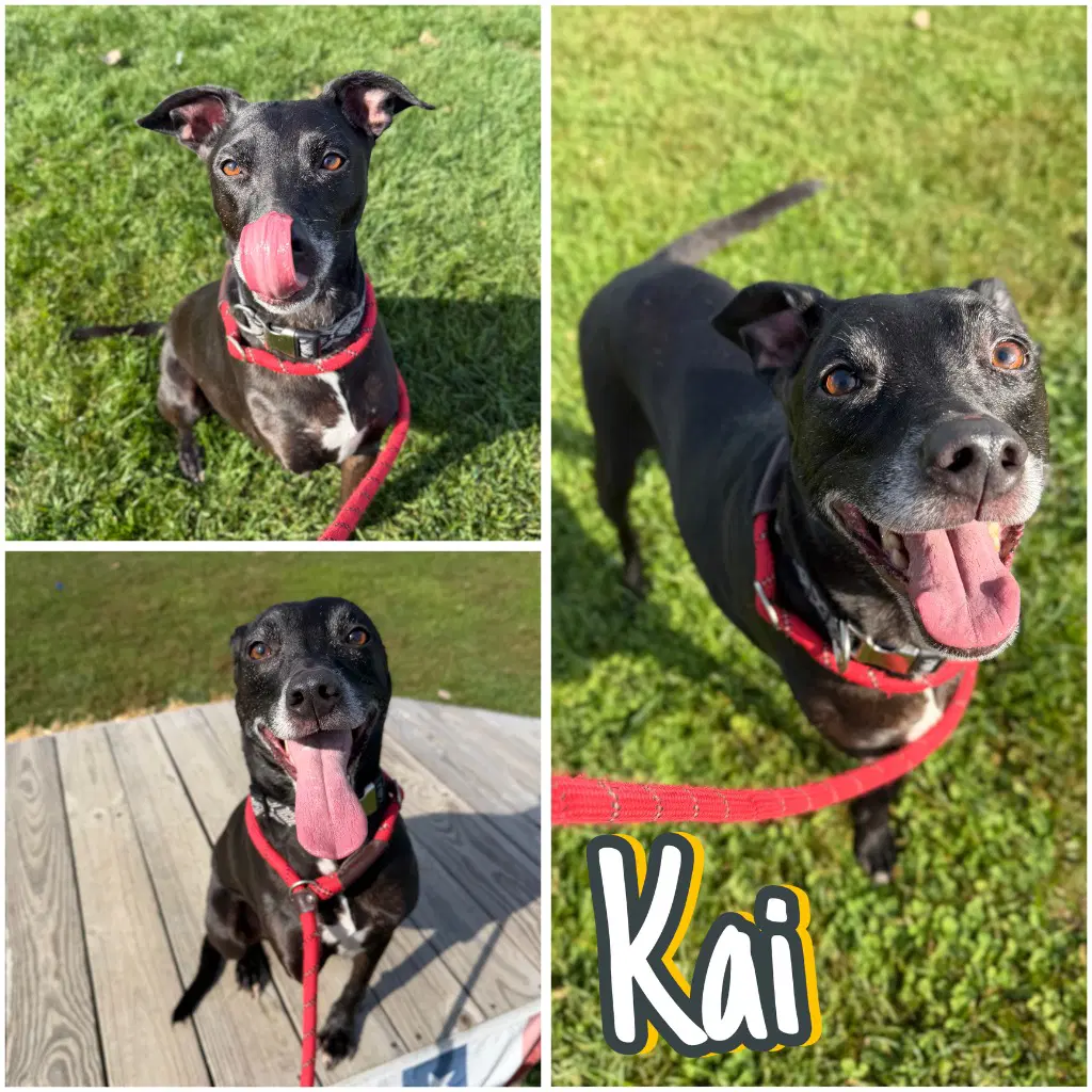 Kai - American Staffordshire Terrier