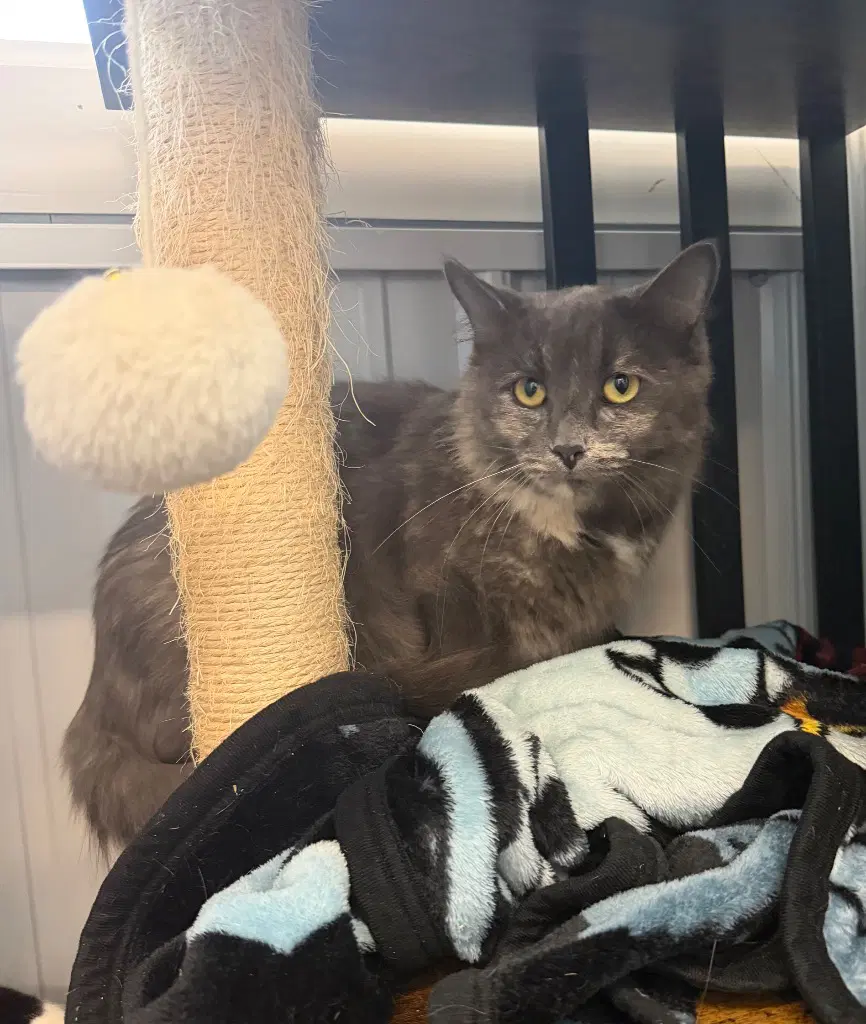 Maize - Domestic Medium Hair