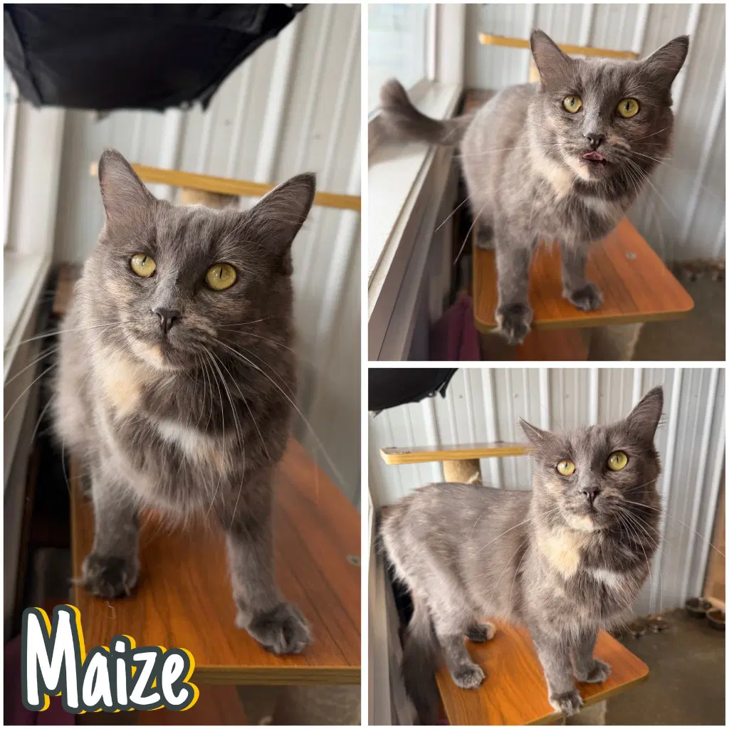Maize - Domestic Medium Hair