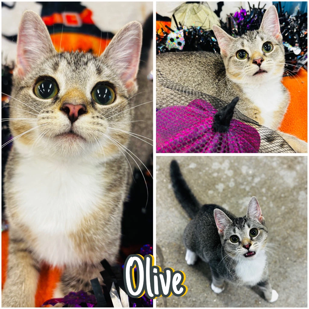 Olive