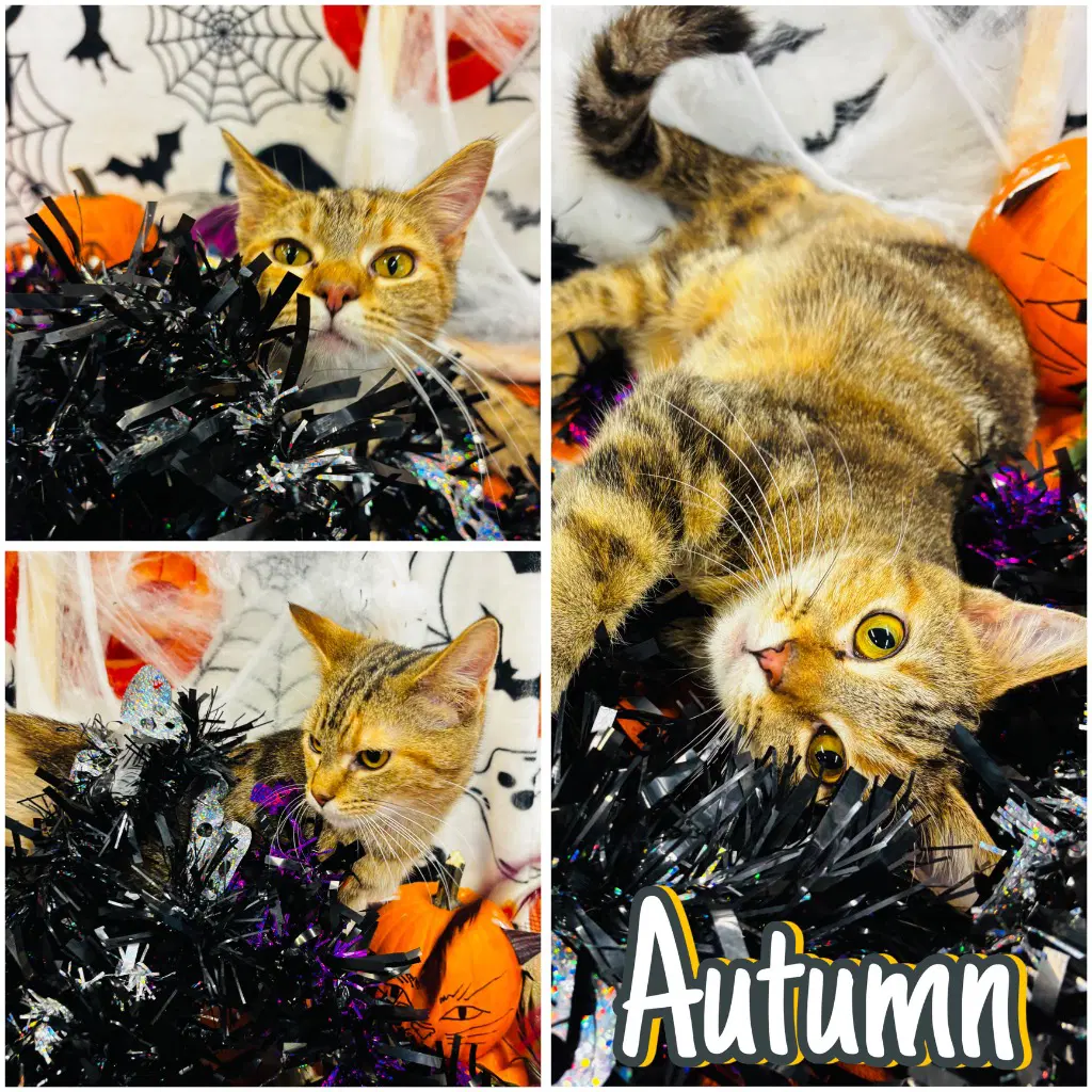 Autumn - Domestic Short Hair