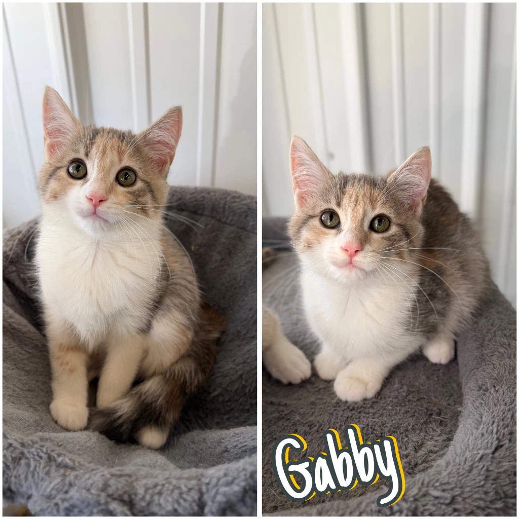 Gabby