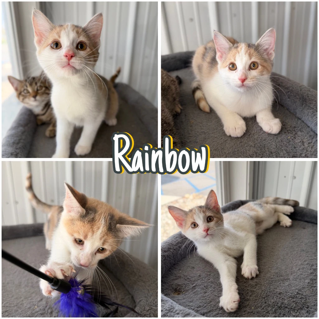 Rainbow