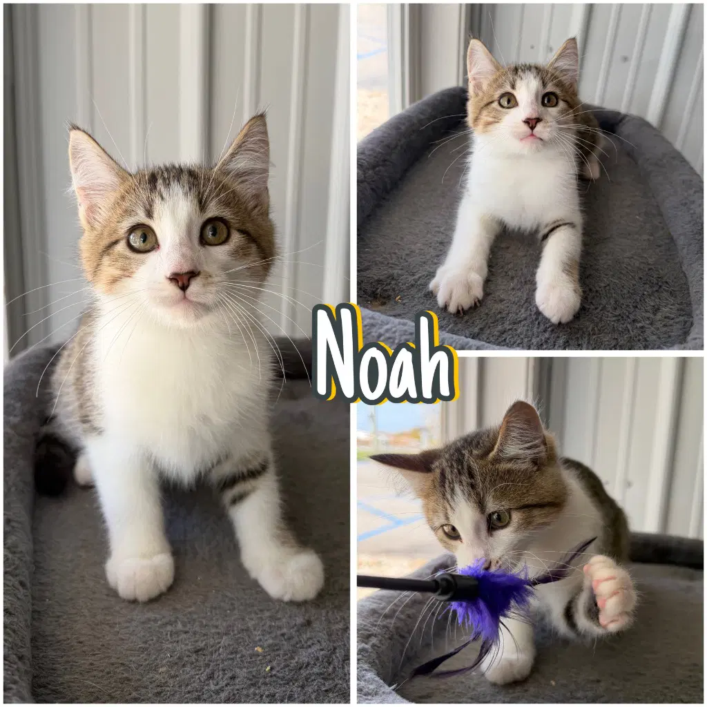 Noah - Domestic Short Hair