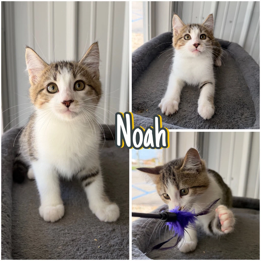 Noah