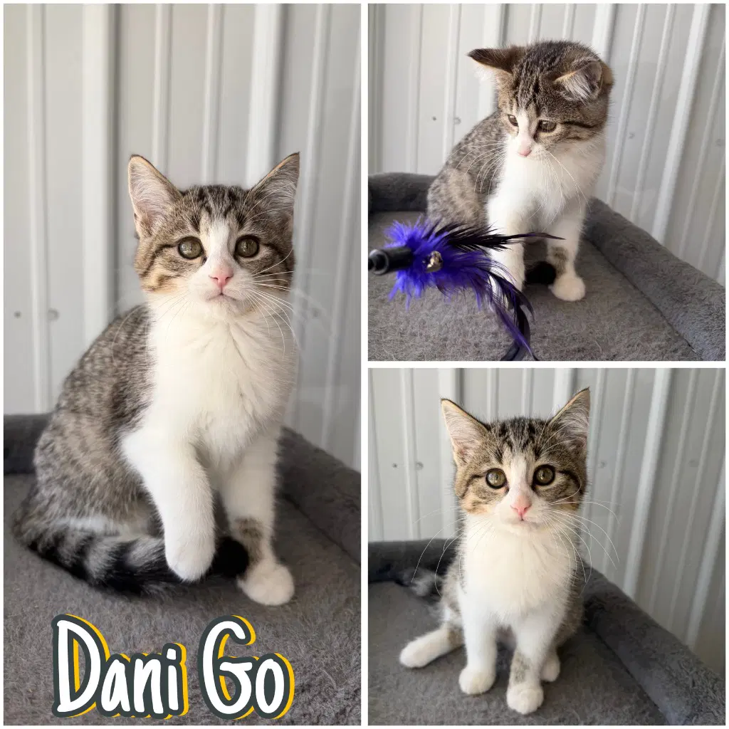 Dani Go - Domestic Short Hair