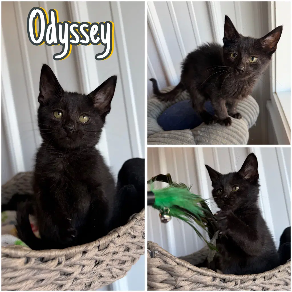 Odyssey - Domestic Short Hair
