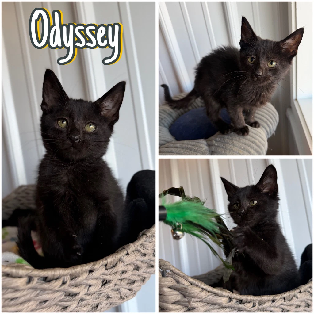 Odyssey