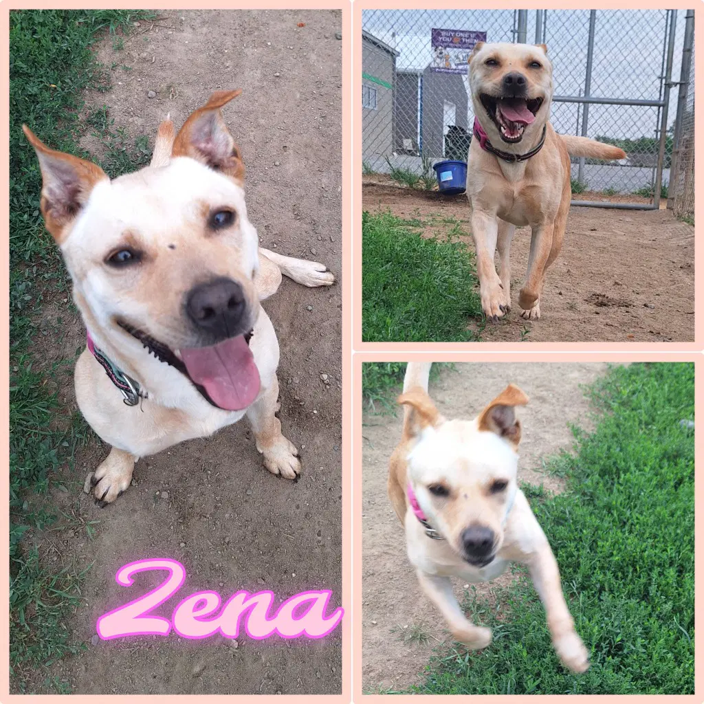 Zena - Affenpinscher
