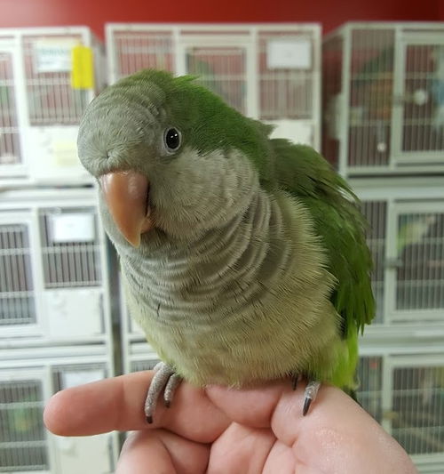 Sweet Pea